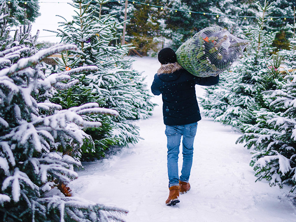 A man is carrying a self-cut fir tree